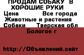 ПРОДАМ СОБАКУ  В ХОРОШИЕ РУКИ  › Цена ­ 4 000 - Все города Животные и растения » Собаки   . Тверская обл.,Бологое г.